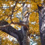 squirrel in fall foliage